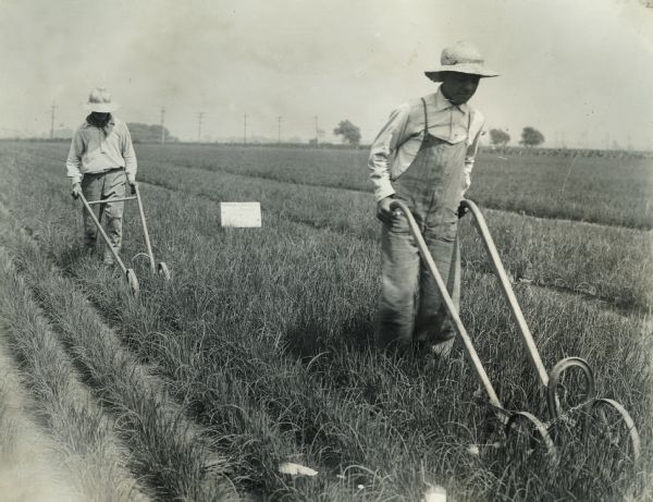 Two men working with walking cultivators(?) in a field.