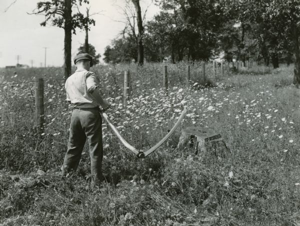 A man using a scythe to cut weeds from a pasture of wild carrots.