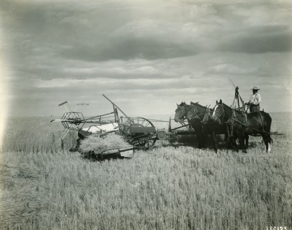 View across field towards a man operating a push binder powered by three horses.
