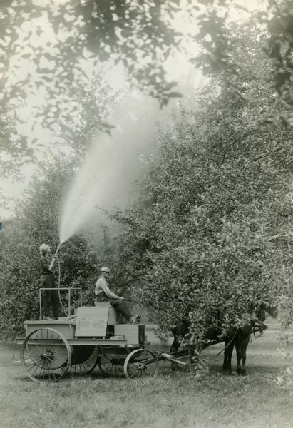 Two men using a "Friend" sprayer to apply pesticide to orchard trees.