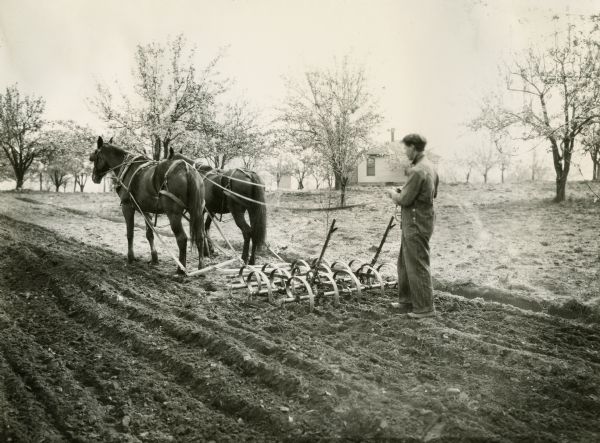 A man is working with a team of horses that are pulling a McCormick-Deering orchard harrow at F.W. Watts' farm.