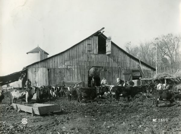 Men and cattle in the feeding yard near a barn on E.A. O'Neil's Chesnut Hills Farm.