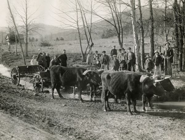 A double yoke of oxen are pulling an empty wagon down the road while a group of people is looking on in the background. There is a stream of water going through the center of the muddy road. In the background on the left is a building.