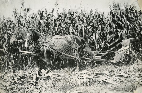 Left side view of a farmer driving two horses pulling a corn binder.