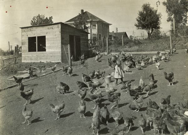 A young child feeding a flock of chickens outside of a poultry house. A farmhouse is in the background.