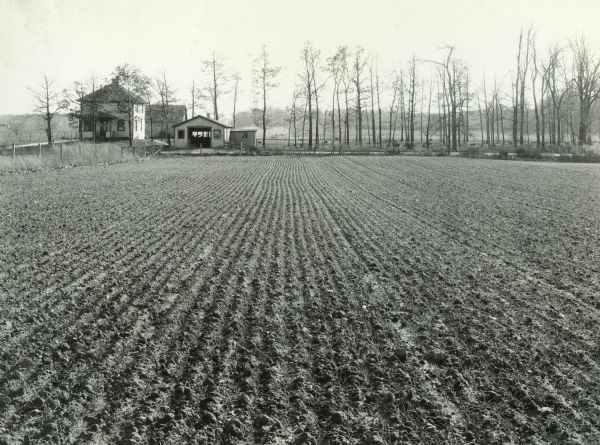 Field of young winter wheat with a farmhouse and windbreak in the background.