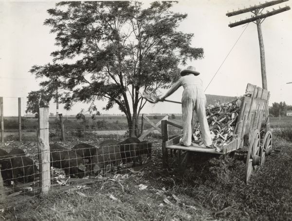 A farmer is standing on a wagon shoveling ear corn to hogs in a nearby pen.