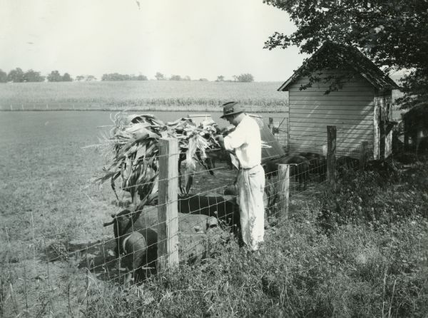 A farmer feeding green corn over a fence to hogs on the Puffer farm.