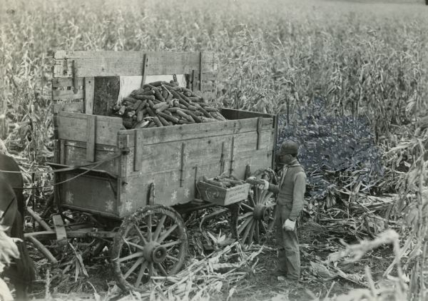 A man is in a cornfield on the farm of Allen Lewis. He is standing next to a wagon load of corn cobs. The wagon has a "seedcorn" box on the side.