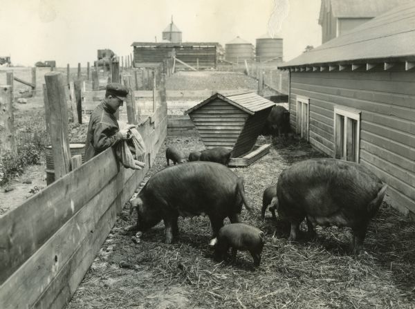 John Hannon feeding corn to hogs in a pen on the IHC Experimental Farm.
