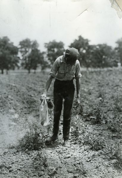 A man dusting a potato crop in a field with arsenate of lead.