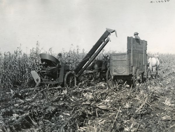 Farmers using a horse-drawn corn picker and wagon to harvest corn.