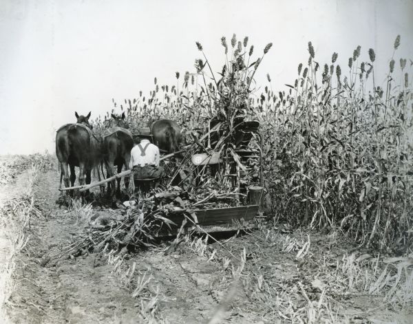 A farmer is cutting sorghum using a horse-drawn McCormick-Deering Corn Binder.