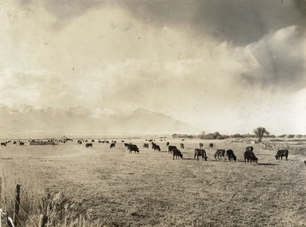 Cattle graze in a pasture with mountains in the background.