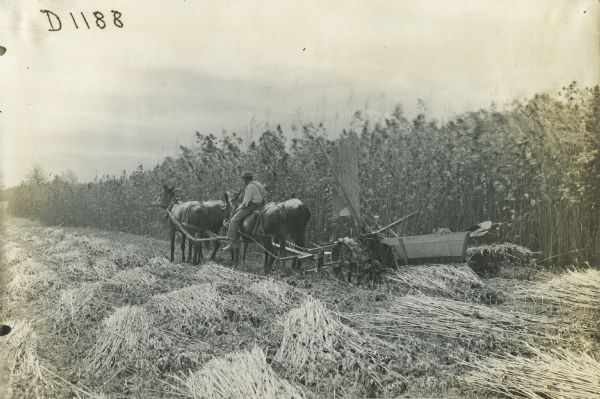 A farmer driving four mules pulling a Deering reaper.