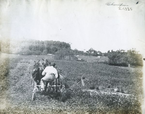 A farmer uses a horse-drawn Champion mower in field.