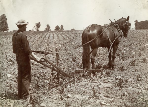 Farmer using a horse-drawn walking cultivator in field.