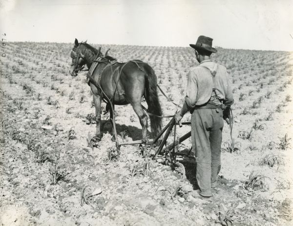Farmer using a one-horse walking cultivator to work in a field.