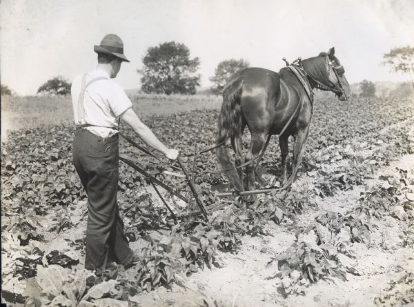Farmer using a walking combination cultivator in a field.