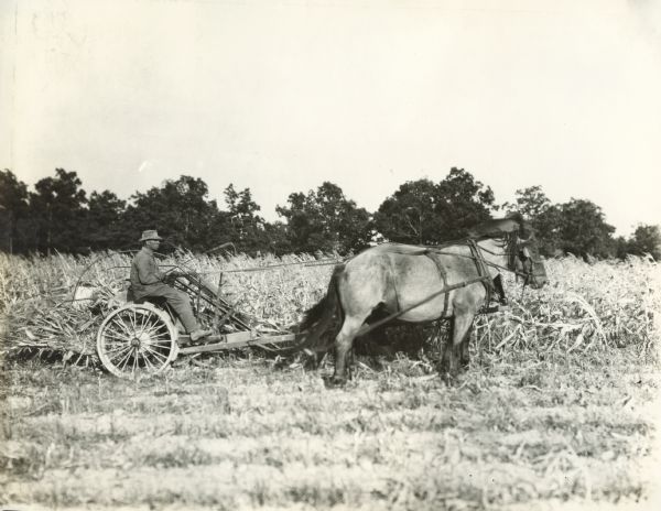Right side profile view of a farmer driving a team of two horses to pull a corn binder through a field.