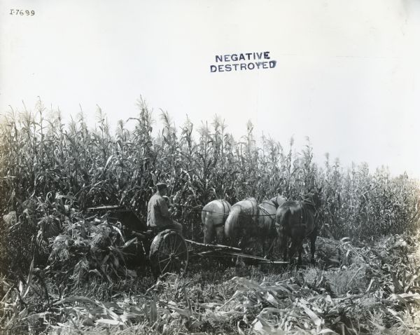 A farmer driving a team of three horses to harvest corn with a corn binder.