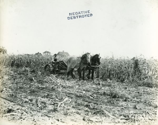 A farmer operating a horse-drawn corn binder in a field. Buildings are in the background.