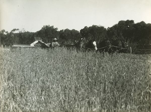 An Australian farmer uses a team of five horses and a stripper-harvester to complete field work.