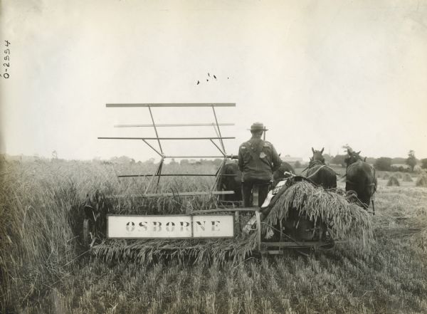 Farmer harvesting rye with a horse-drawn Osborne grain binder.