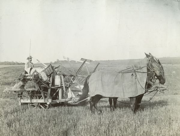A farmer uses a grain binder led by two blanketed horses.