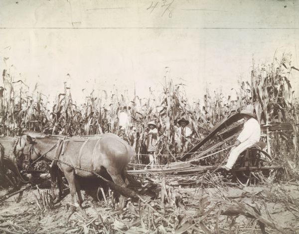 Left side profile view of a Mexican farmer using a horse-drawn corn binder while two other men are looking out from the stalks of corn.