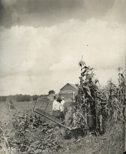 Rear view of a horse-drawn corn binder in operation.