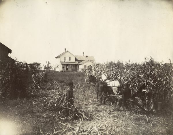 A farmer is using a corn binder, while two other men are collecting the shocks. A farmhouse is in the background with several individuals standing on the porch.
