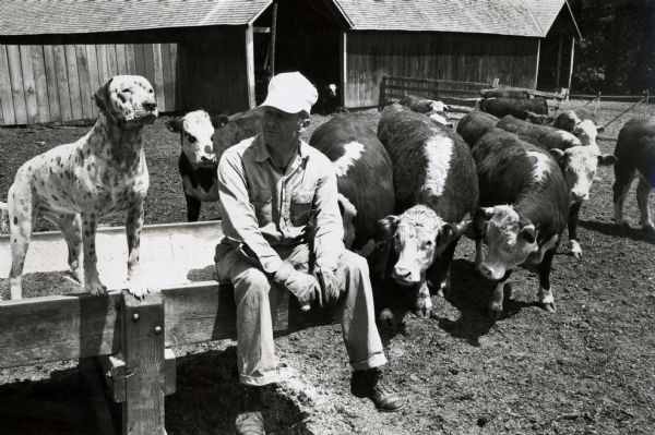 Farmer H.L. Bavender with cows and a dog on his farm.