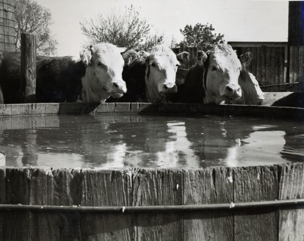 Three cows at a water trough on Earl Mark's farm near Williams, Iowa.