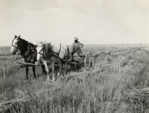 Farmer operating a horse-drawn side delivery hay rake on the Montana State College Farm.