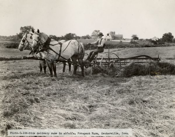 A farmer using a horse-drawn side delivery hay rake for alfalfa on Prospect Farm.