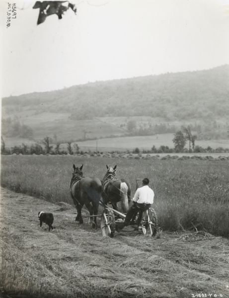 A man using a horse-drawn No. 7 mower in Hamilton, Ontario, while his dog follows alongside.