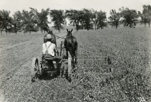 Rear view of a man mowing a field with a horse-drawn No. 7 mower on the Bary Farm. The mower has a side attachment.
