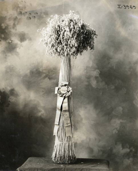 A bundle of oats on display with a ribbon that reads: "Ninth Annual Iowa Corn and Small Grain Exposition, Newton, Iowa, Jan. 29 - February 10, 1912". Another ribbon reads, in part, "Grand Champion Sweepstakes I.H.C. [illegible] Bushel Oats".