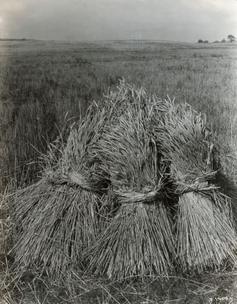 Shocks of grain in a field bundled together with grain ties.