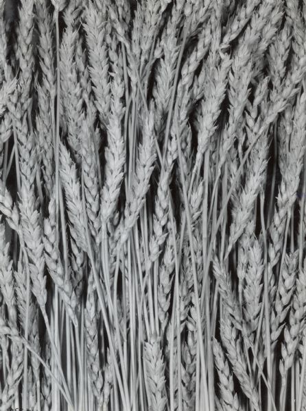 Close-up of a bundle of stalks of grain.