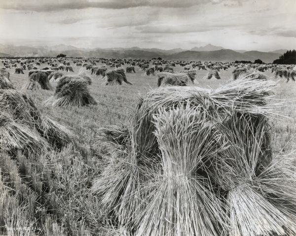 Shocks of wheat lined up in a large field. There is a mountain range in the background.