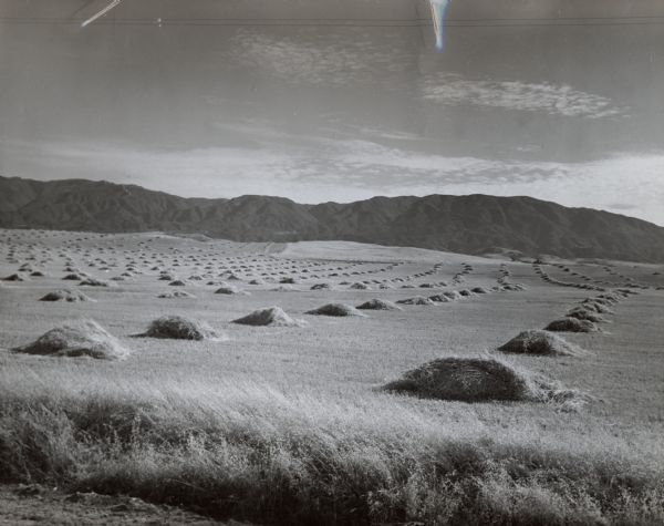 Stacks of cut wheat or hay in a field. A mountain range is in the background.
