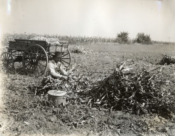 A man is sitting and shucking a pile of corn in the middle of a harvested cornfield. In the background is a wagon full of corn.