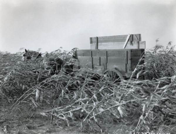 A man picking ears of corn and tossing them into a horse-drawn McCormick-Deering farm wagon on a very windy day.