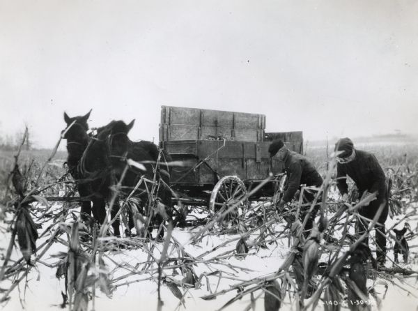While snow is on the ground, two men are picking ears of corn and tossing them into a farm wagon.