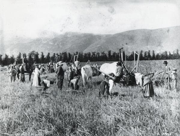 Harvesting scene with groups of men, women, and boys and multiple reapers hitched to oxen.  Foothills or mountains are in the background, behind a row of trees. Women and boys are in the field gathering shocks of grain. Men are standing in the field or seated on binders. Two men are on horse back. Men are wearing a variety of hat styles from light straw, dark bowlers, to medium colored medium brimmed models. Boys are wearing caps, and some of them appear to be wearing knickers. One of the women wears a Western style long skirt with apron and is bareheaded. The other women are wearing short or long head scarfs, long skirts, full blouses and either vests or jackets.