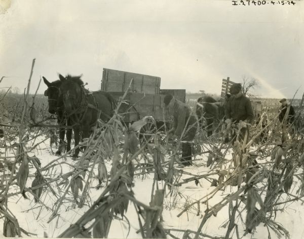 Several men work in a snow-covered cornfield along with two horses and a farm wagon, possibly in Iowa.