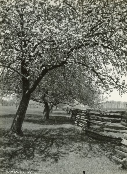 A wooden fence runs the length of multiple blooming trees.