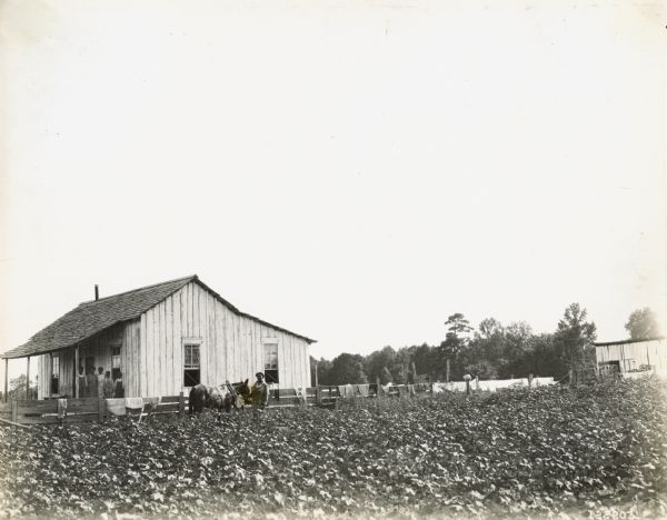 View across field towards a family standing on the porch of a farmhouse while a man is standing in the adjacent field with a horse. In the background, clothing is drying on a fence. The field appears to contain cotton plants.